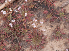 Stylidium assimile