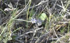 Sisyrinchium biforme