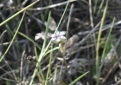 Sisyrinchium biforme