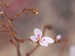 Stylidium assimile