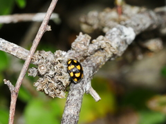 Coccinella leonina