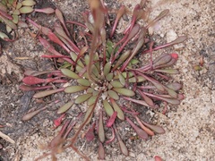 Stylidium assimile