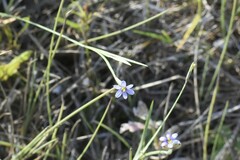 Sisyrinchium biforme