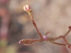 Stylidium assimile