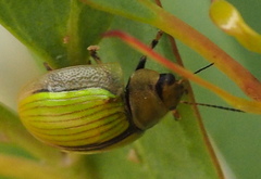 Paropsisterna hectica
