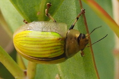 Paropsisterna hectica