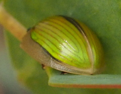 Paropsisterna hectica