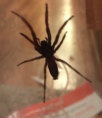 Lampona cylindrata