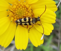 Typocerus sinuatus