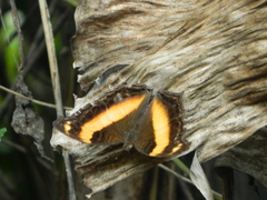 Yoma sabina