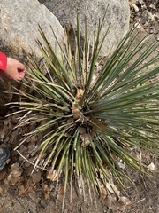 Hesperoyucca whipplei