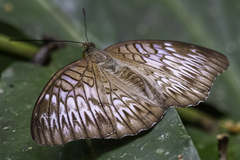 Tanaecia