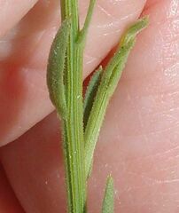 Baccharis brachyphylla