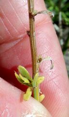 Baccharis brachyphylla