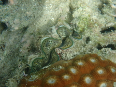 Tridacna