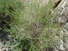 Baccharis brachyphylla