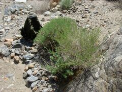 Baccharis brachyphylla