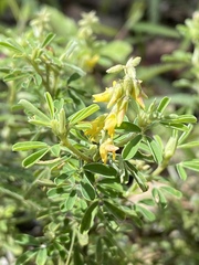 Crotalaria medicaginea