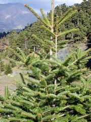 Abies cephalonica