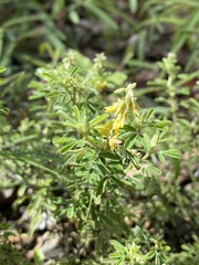 Crotalaria medicaginea