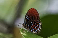 Paralaxita orphna