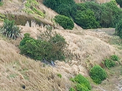 Megadyptes antipodes