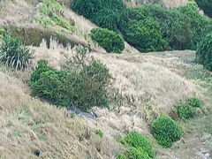 Megadyptes antipodes