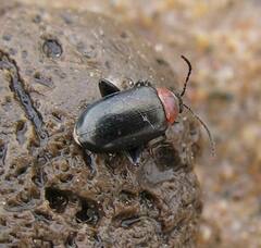 Disonycha xanthomelas