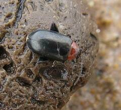 Disonycha xanthomelas