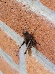 Abracris flavolineata