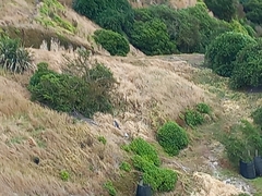 Megadyptes antipodes