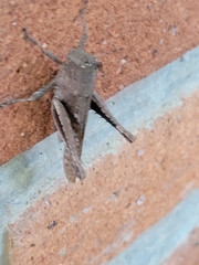 Abracris flavolineata