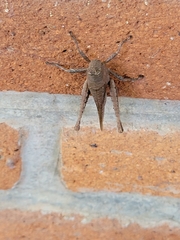 Abracris flavolineata