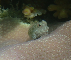 Salarias alboguttatus