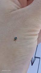 Podagrica fuscicornis