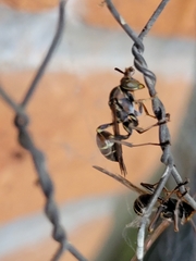 Mischocyttarus mexicanus