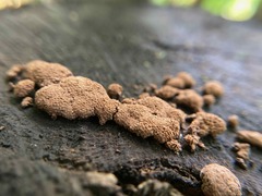 Tubifera microsperma