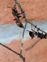 Mischocyttarus mexicanus