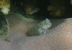Salarias alboguttatus