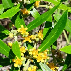 Tristaniopsis laurina