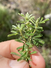 Crotalaria medicaginea
