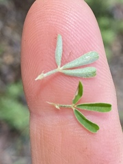 Crotalaria medicaginea