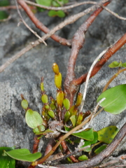 Korthalsella clavata