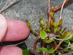 Korthalsella clavata