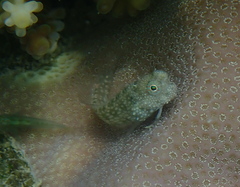 Salarias alboguttatus