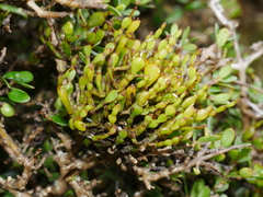 Korthalsella clavata
