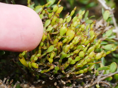 Korthalsella clavata