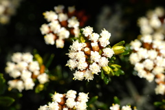 Ozothamnus