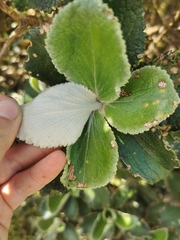 Macrolearia colensoi