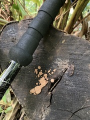 Tubifera microsperma